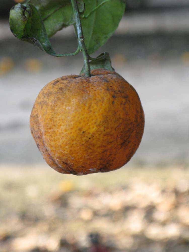            Fruit (Riverside, CA)   